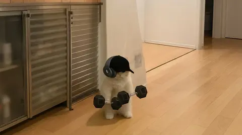 Funny Gym Cat Wallpaper 4K